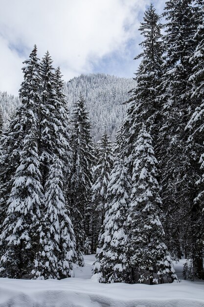 Magnífica e silenciosa bela paisagem de inverno. Bela floresta.