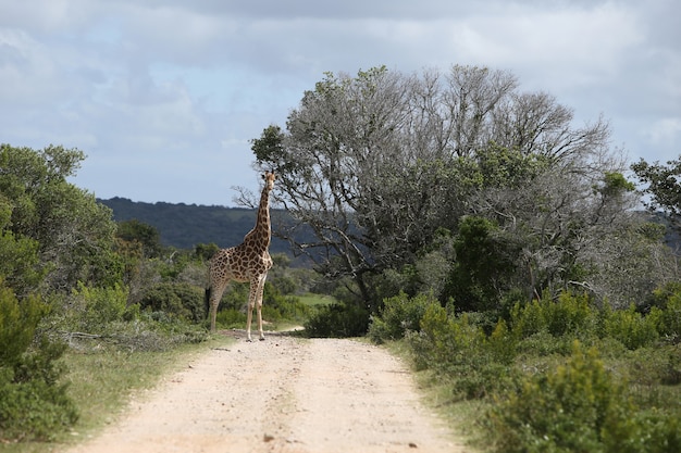 Magnífica girafa pastando em uma grande árvore em um caminho de cascalho