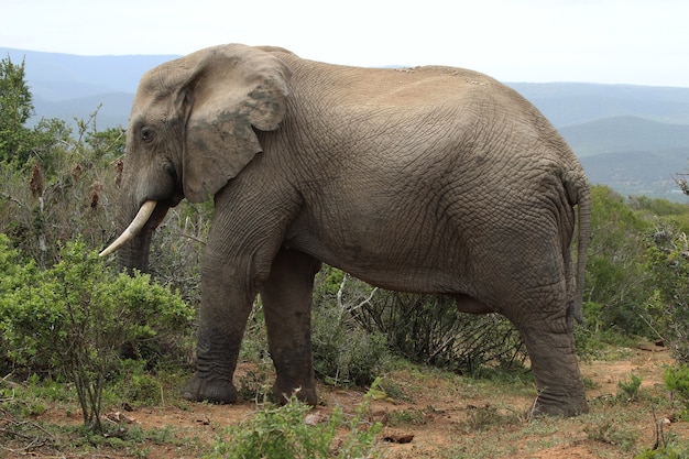 Magnífico elefante lamacento andando perto dos arbustos e plantas na selva