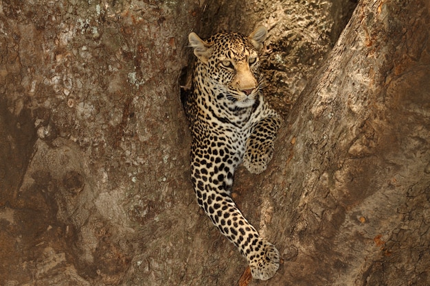 Magnífico leopardo africano deitado no galho de uma árvore na selva africana