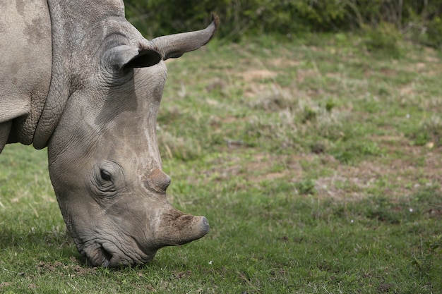 Magnífico rinoceronte pastando nos campos cobertos de grama na floresta