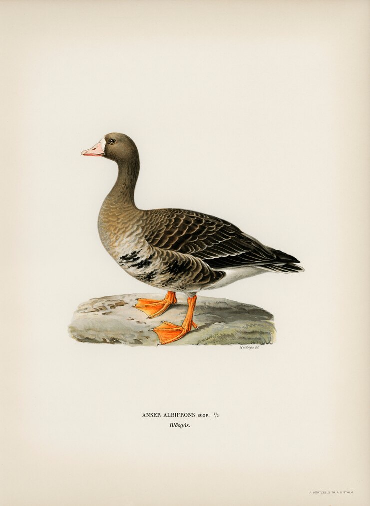 Foto grátis maior ganso de peito branco (albifrons do anser) ilustrado pelos irmãos de von wright.