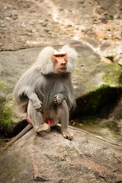 Majestoso babuíno hamadryas em cativeiro Macacos selvagens no zoológico Animais bonitos e também perigosos Vida selvagem africana em cativeiro