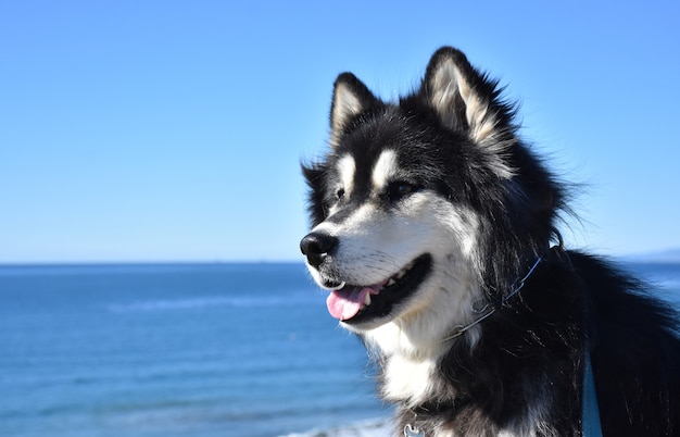 Malamute do Alasca e mistura de Husky olhando para o oceano