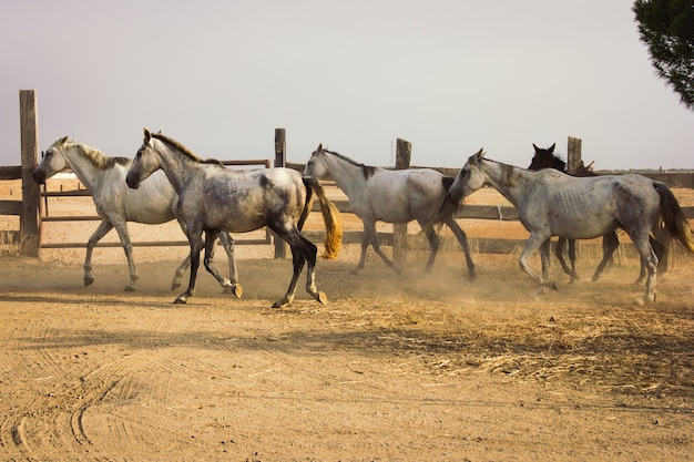 Manada de cavalos