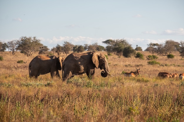 Manada de elefantes e veados em um campo na selva em Tsavo west, Taita hills, Quênia