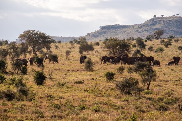 Manada de elefantes em um campo coberto de grama na selva em Tsavo west, colinas de Taita, Quênia