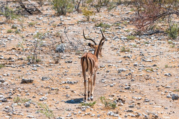 Manada de gazelas antílopes e avestruzes no poço de água, Okaukuejo, Parque Nacional Etosha, Namíbia