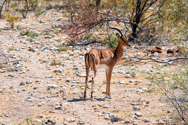 Foto grátis manada de gazelas antílopes e avestruzes no poço de água, okaukuejo, parque nacional etosha, namíbia