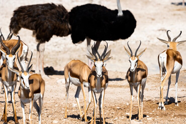 Foto grátis manada de gazelas antílopes e avestruzes no poço de água, okaukuejo, parque nacional etosha, namíbia