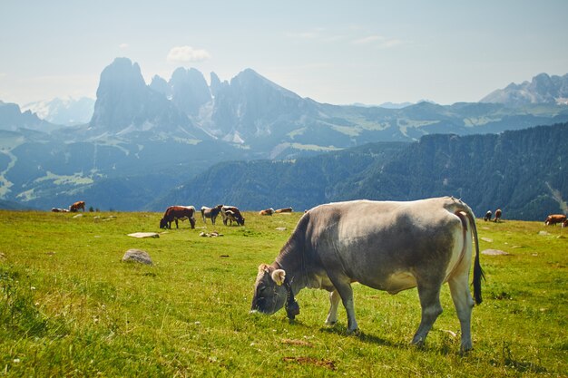 Manada de vacas comendo grama em um pasto verde, rodeado por altas montanhas rochosas