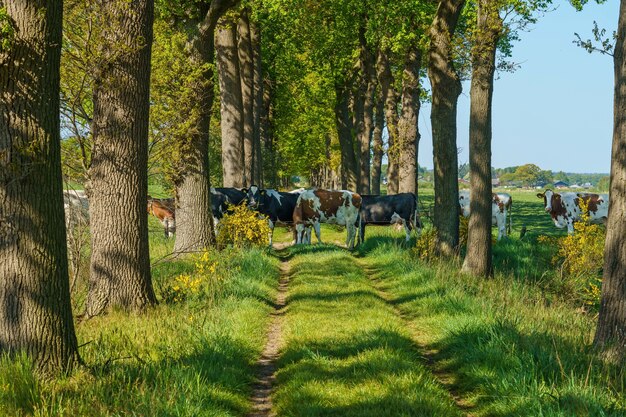 Manada de vacas holandesas cruzando a estrada cercada por várias árvores altas