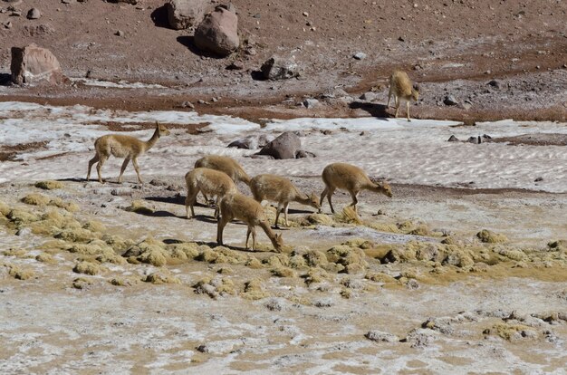 Manada de vicunhas na Cordilheira dos Andes, Argentina