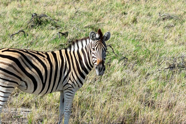 Manada de zebra comendo vidro campo no Parque Nacional de Etosha, Namíbia