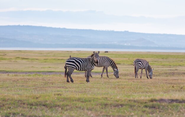 Manada de zebras selvagens em uma planície inundável africana
