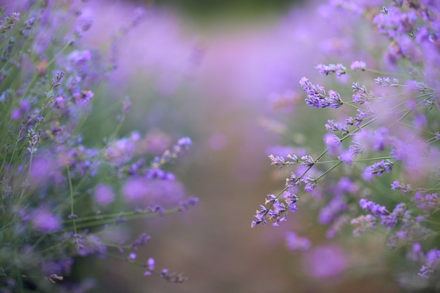 Manchas roxas em um campo de lavanda em flor