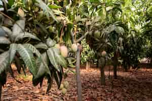 Foto grátis mangueiras tropicais com frutas deliciosas