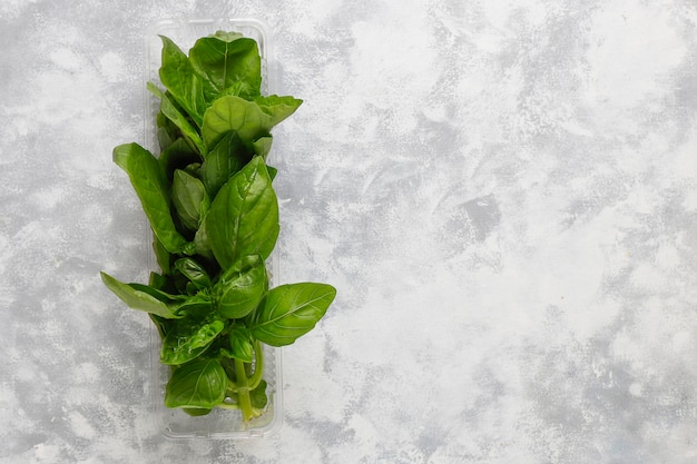 Manjericão verde fresco em caixas plásticas em concreto cinza