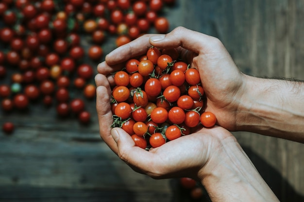 Mão cheia de tomates cereja orgânicos frescos