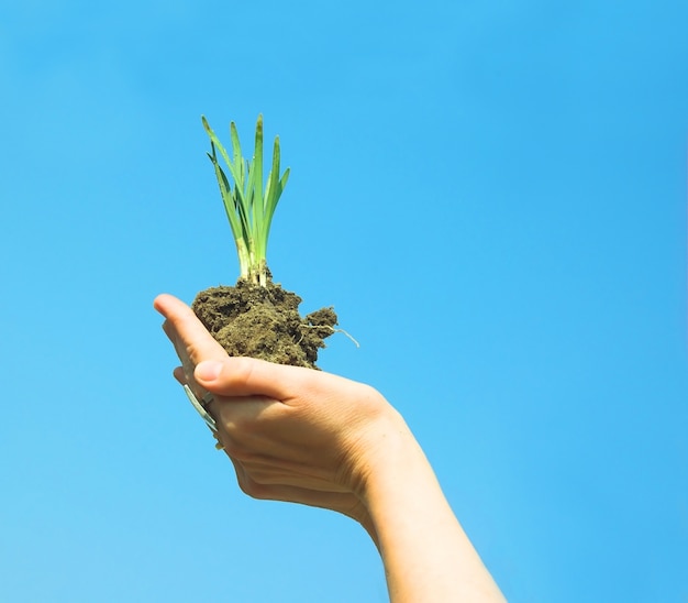 Mão com uma planta