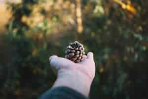 Foto grátis mão de colheita com cone