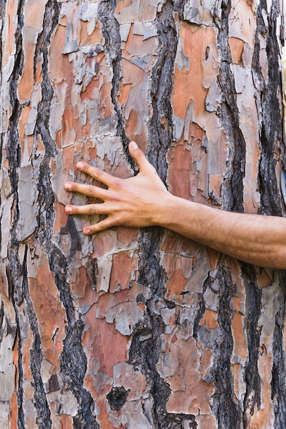 Foto grátis mão de colheita no tronco de árvore