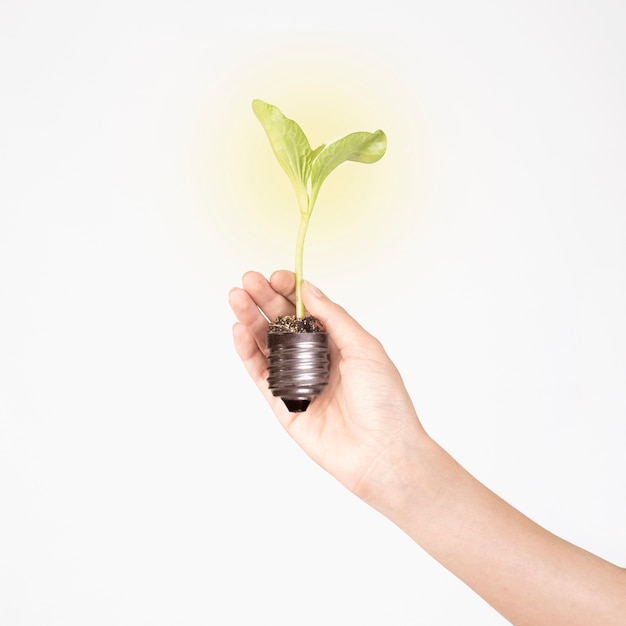 Mão de colheita segurando o germe da planta