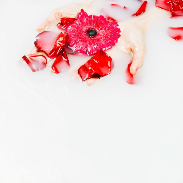 Mão de uma mulher segurando flor vermelha e pétalas no fundo líquido
