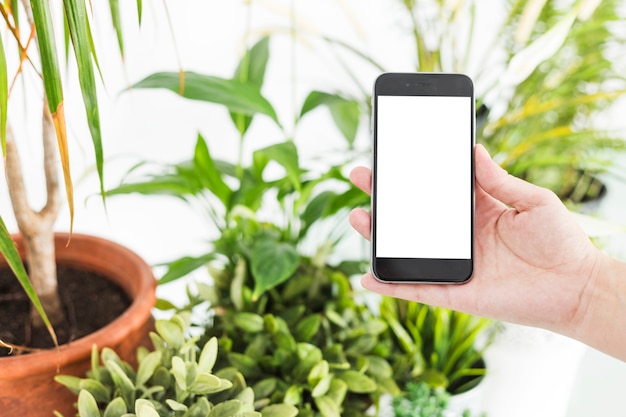 Mão de uma mulher segurando o telefone móvel perto de vasos de plantas