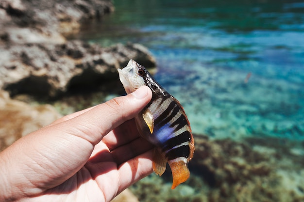 Mão do pescador segurando peixes perto do mar