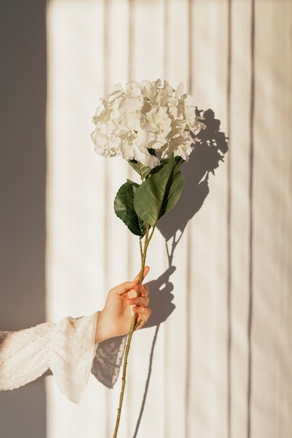 Mão segurando flores naturais