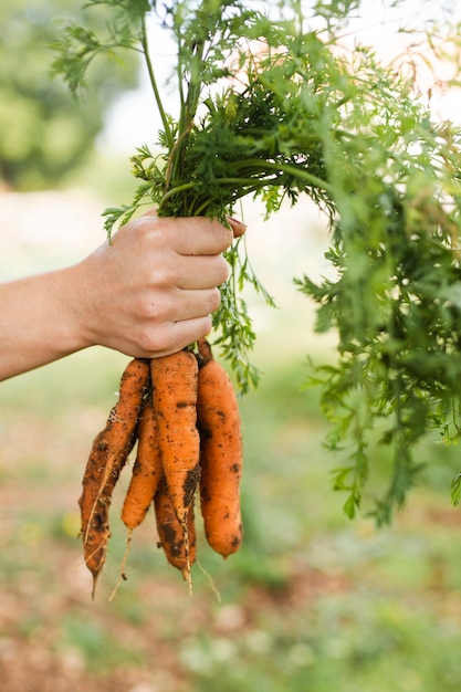 Mão segurando o monte de cenouras