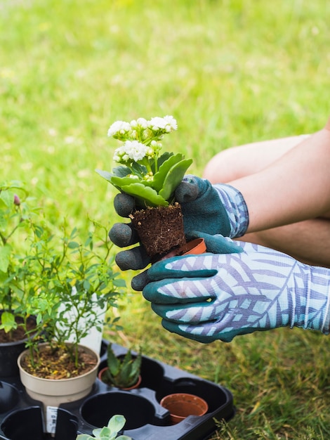 Foto grátis mão segurando o rebento de pote no jardim