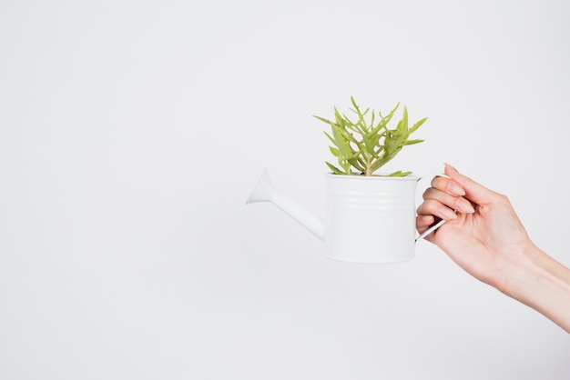 Mão segurando o regador com planta