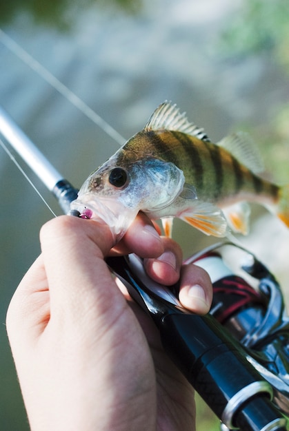 Mão segurando peixe preso no anzol