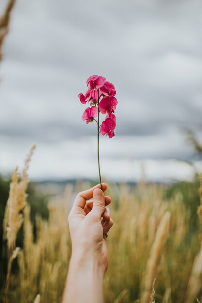 Mão segurando um galho de flor bonita em um campo com céu nublado ao fundo