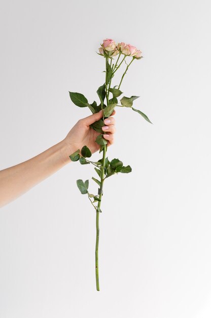 Mão segurando uma flor elegante