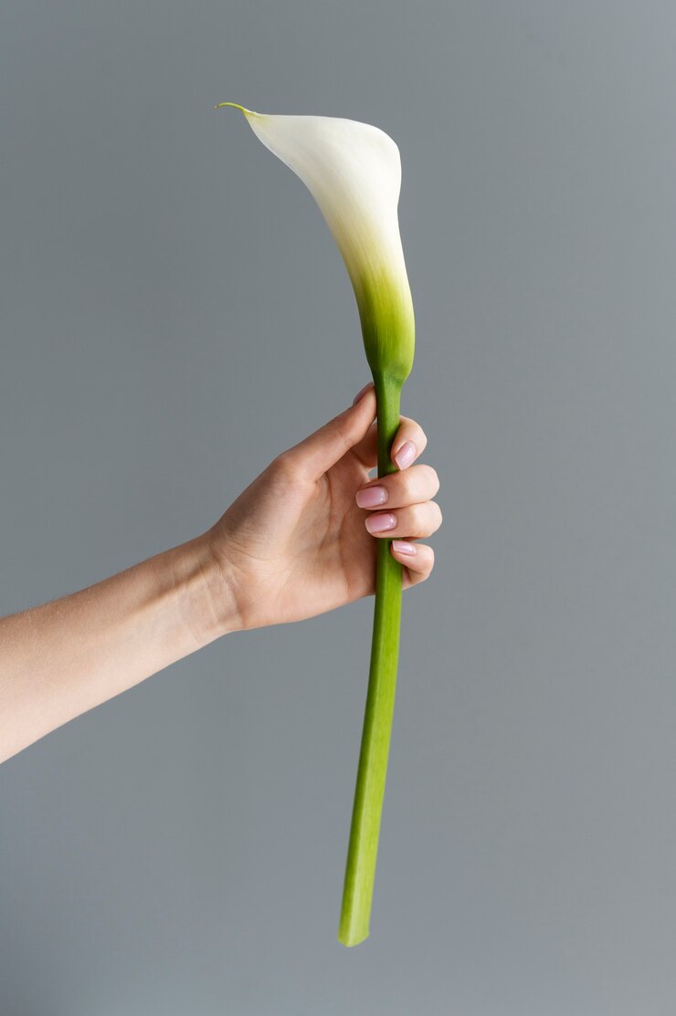 Foto grátis mão segurando uma flor elegante