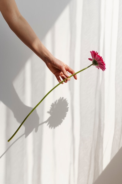 Foto grátis mão segurando uma flor elegante