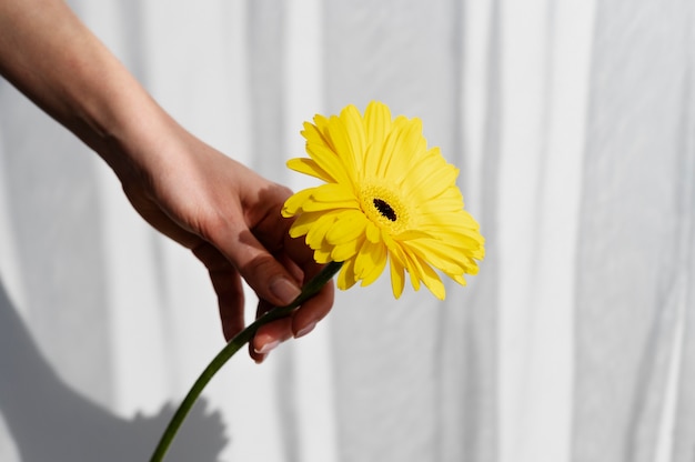 Foto grátis mão segurando uma flor elegante