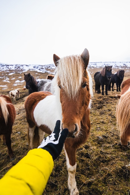 Mão tocando um pônei Shetland cercado por cavalos e vegetação com um fundo desfocado