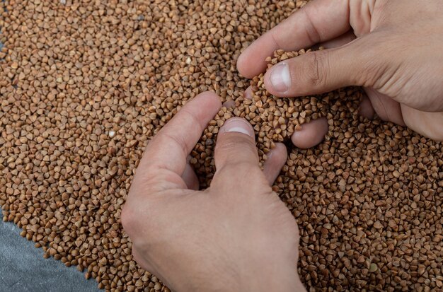 Mãos catalogando trigo sarraceno cru em cinza.