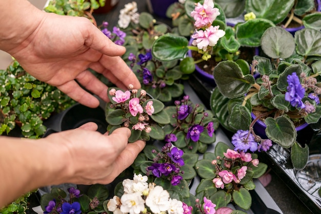 Mãos de close-up, organizando as plantas