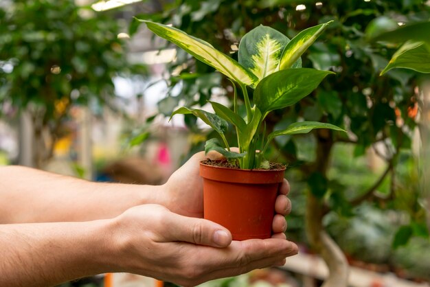 Mãos de close-up, segurando a planta da casa