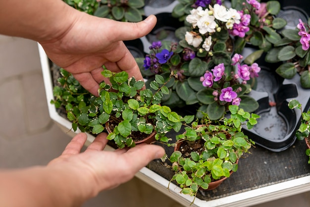 Mãos organizando variedade de plantas