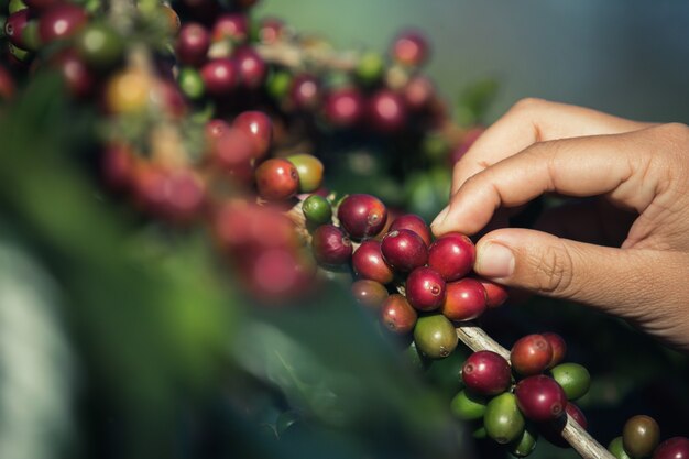 Mãos que estão escolhendo grãos de café do cafeeiro