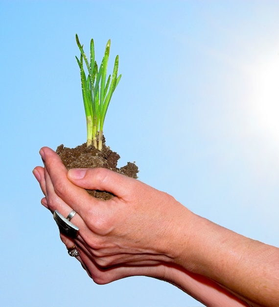 Foto grátis mãos que prendem uma planta