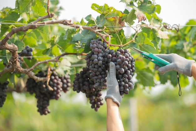 Mãos segurando e cortando uvas da planta.