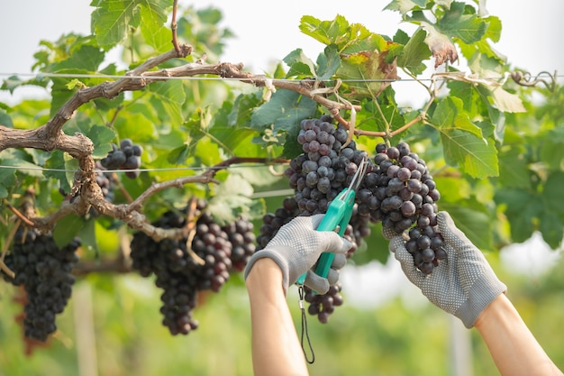 Foto grátis mãos segurando e cortando uvas da planta.