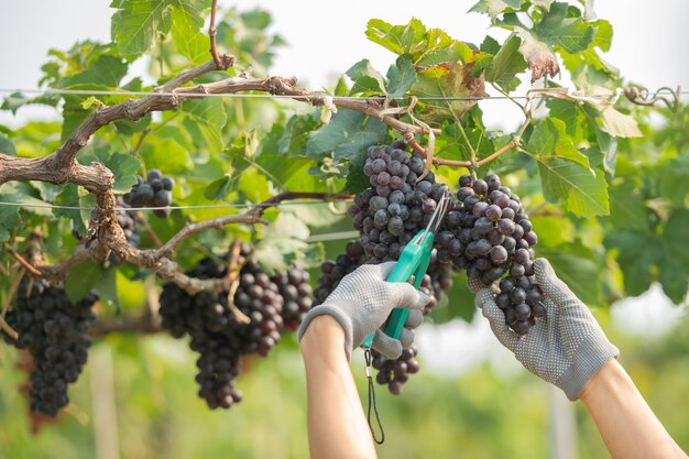 Mãos segurando e cortando uvas da planta.